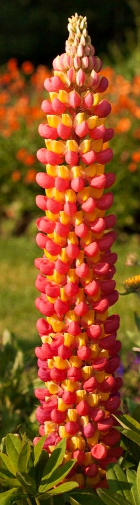 łubin tower peach - dwubarwna odmiana rośliny wieloletniej na stanowiska słoneczne